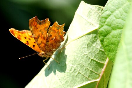 Leaf insect butterfly photo
