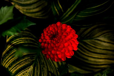 Nature, Plant, Botanical