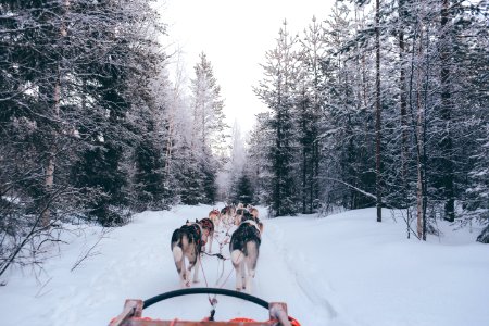 pack of wolves carrying sled photo