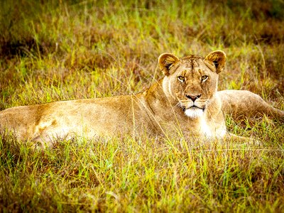 Lion females wildcat africa photo