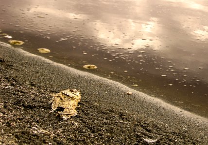 Salton sea, United states, Water