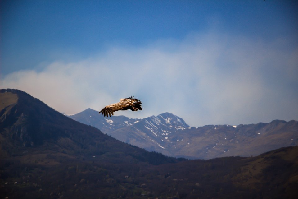 Beautiful, Beauty, Aigle