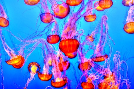 orange jelly fishes photo