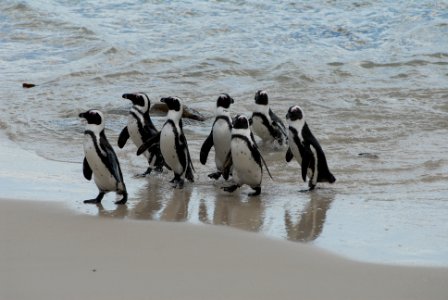 Penguins, Penguin, Jackass