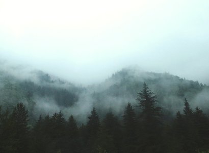 green trees surrounded by fogs photo