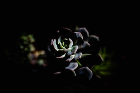 selective focus photography of succulent plant photo