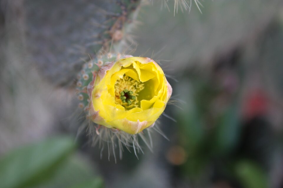 Yellow thorny flower