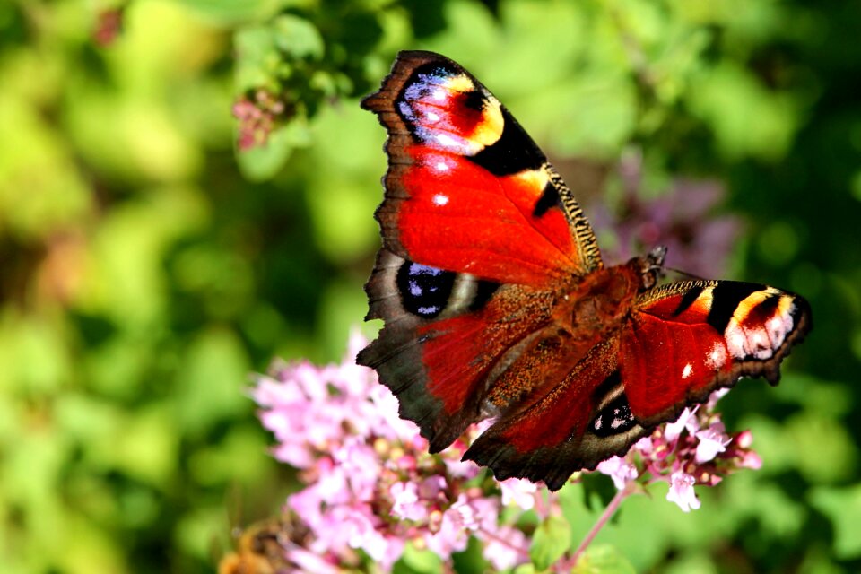 Insect butterfly peacock butterfly
