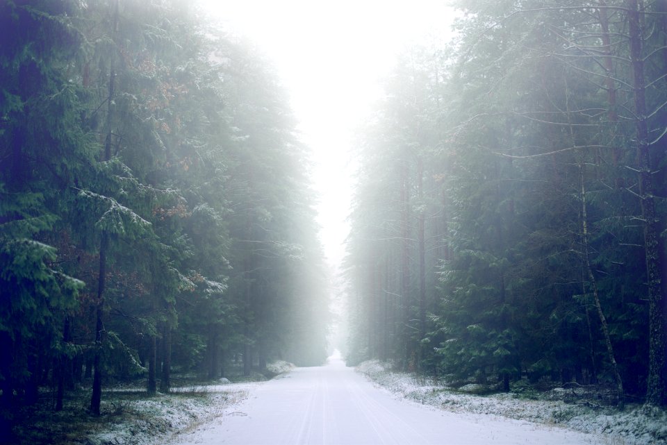 narrow road between trees