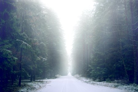 narrow road between trees
