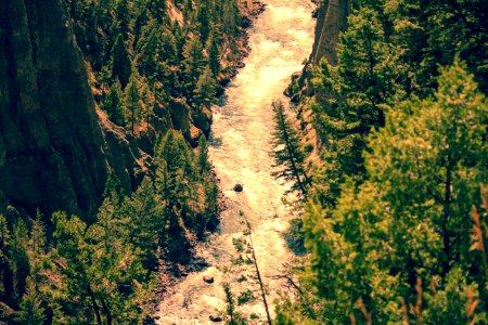 Yellowstone national park, United states, Pine photo