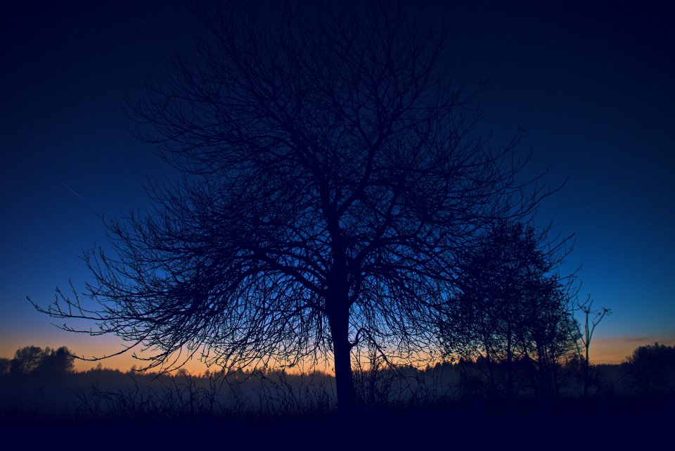 Branches, Sky, Sunset
