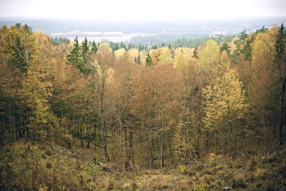 A massive forest made up of tall green trees.