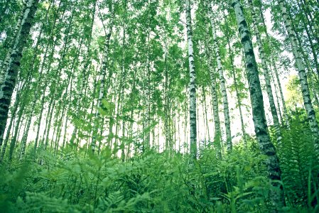 green ferns below trees during daytime photo