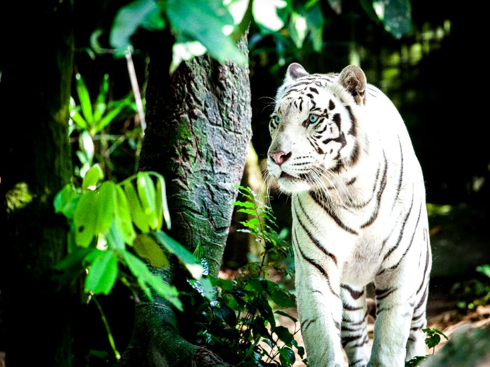 White königstieger big cat singapore zoo photo