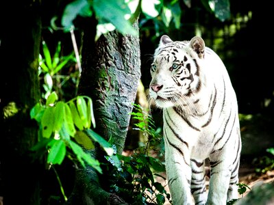 White königstieger big cat singapore zoo photo