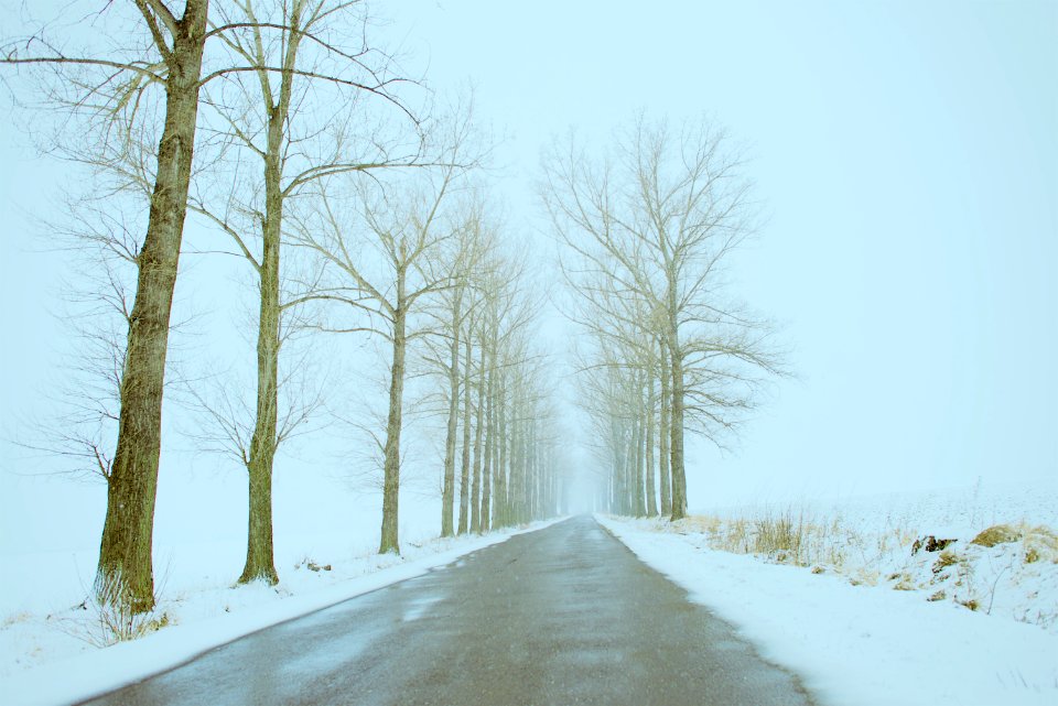Fog, Sky, Snow