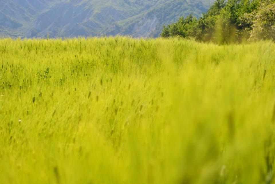 Passo della raticosa, Italy, Wheat
