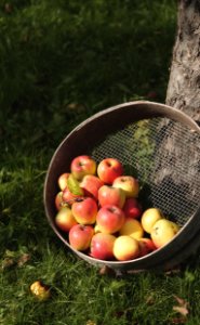 Picking, Garden, Appel picking