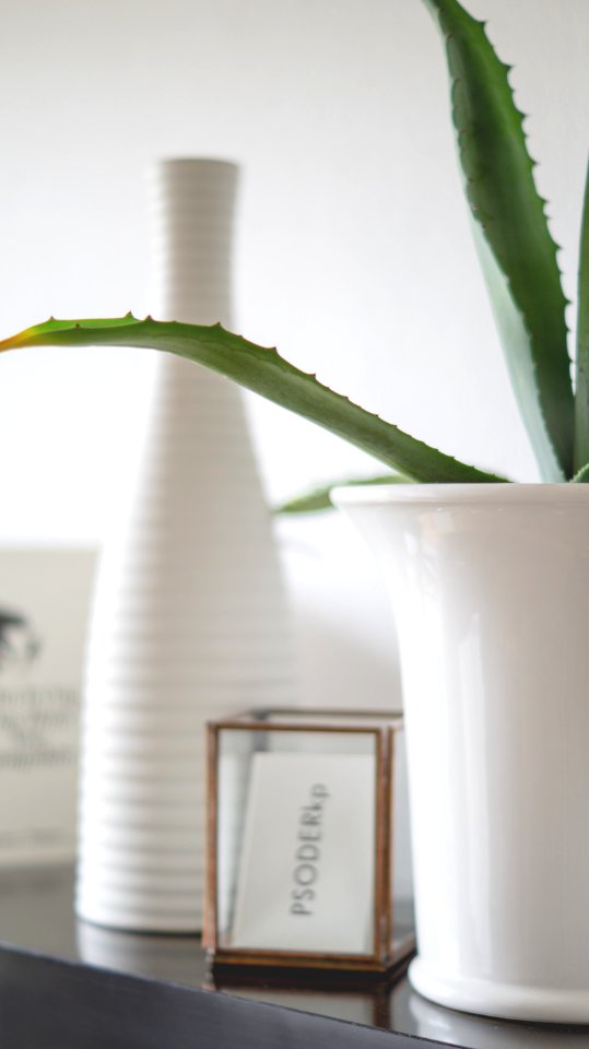 Living, Succulent, Decoration