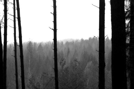 trees surrounded by fogs photo