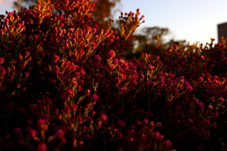 Macro, Purple, Sunset