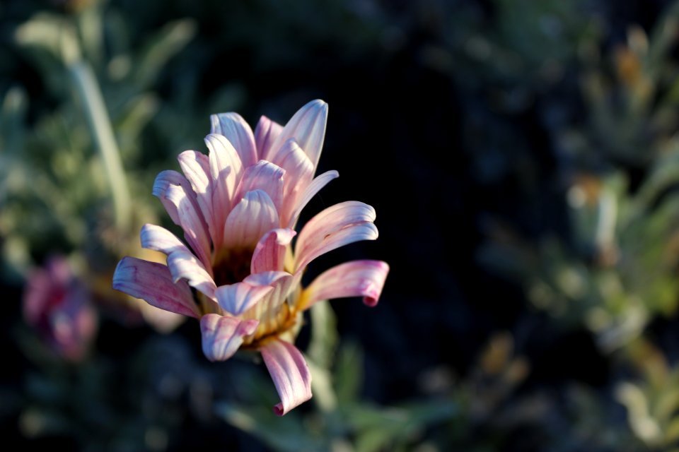 Pink, Sunset, Flower
