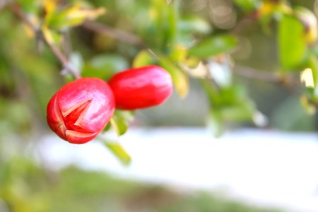 Bokeh, Berries