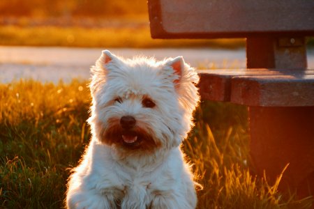 dog sitting on grass field beside bench at golden hour photo