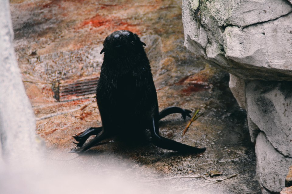 Zoo frankfurt, Frankfurt am main, Deutschl