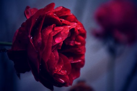 Closeup, Garden, Tears