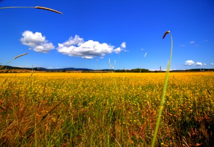 San juan isl, United states, Open fields