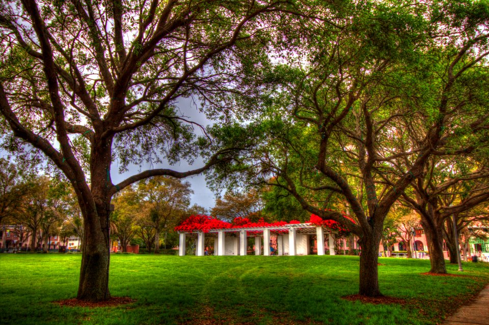 Public space, Trees