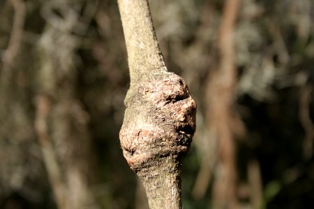 Strange, Nature, Face