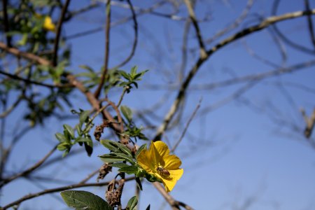Winter haven, United states, Bee