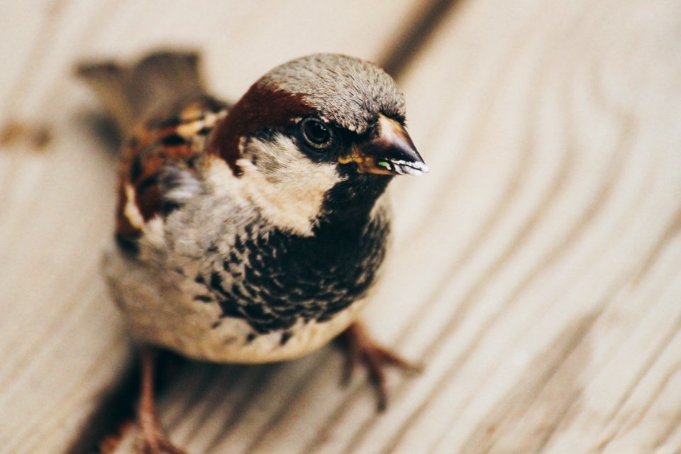 selective focus photography of short-beak bird perched on beige wooden surface photo