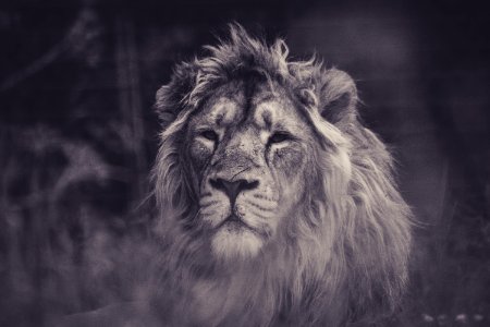 grayscale photography of lion photo