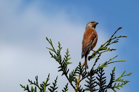 Bird songbird sperling photo