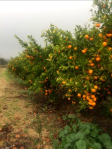 Torrella, Comunidad valenciana, Espa a