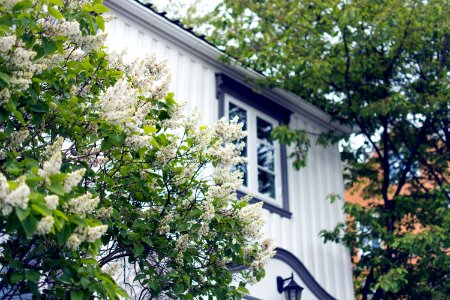 photo of white flowers beside white and blue house