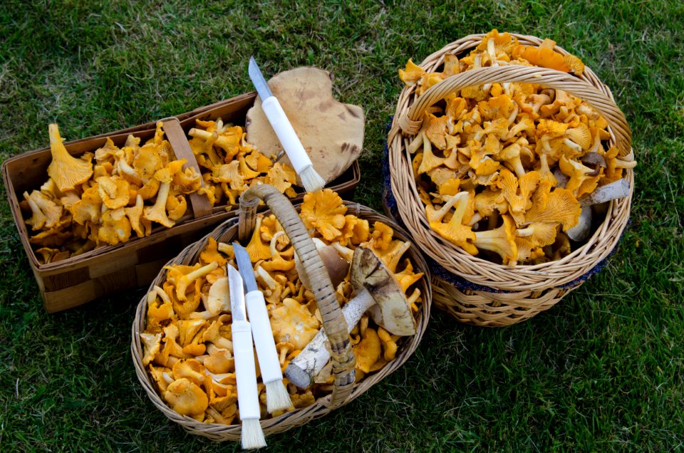 Sjernary, Norge, Mushroom