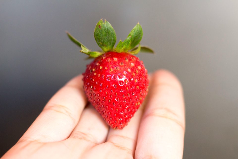 person with red strawberry fruit on hand
