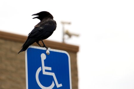 Bird, Town, Roadsign