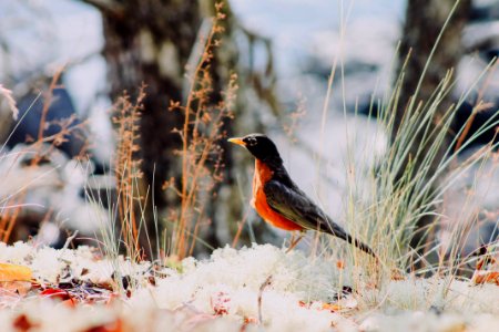 Wallpaper, Orange, Trees