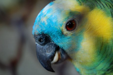 Zoo, Bird, Colorful