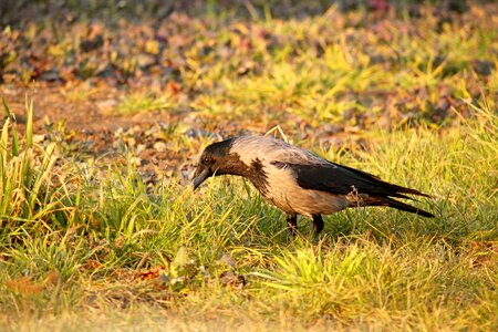 Crow raven bird carrion crow