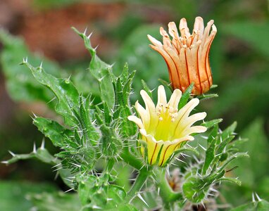 Nature bloom prickly