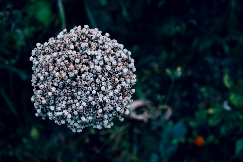 Nature, Grass, Flower