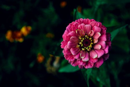 Moldova, Green, Flower
