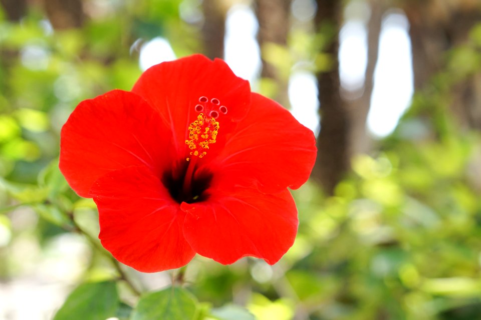 Elche, Spain, Flower
